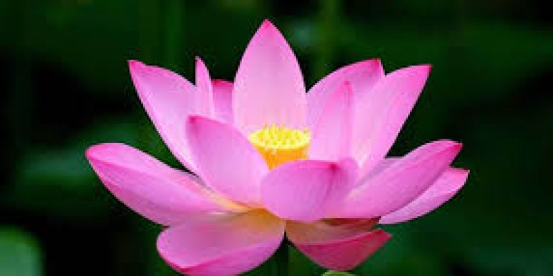 List of Indian State Flowers