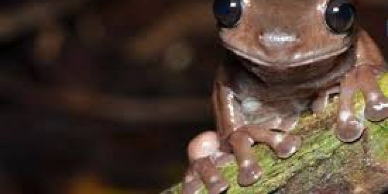 Litoria mira, the real life version of chocolate frog found