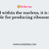 Which structure is directly responsible for the formation of proteins within the cell?