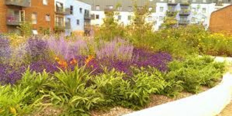 MC appeals to plant only native species