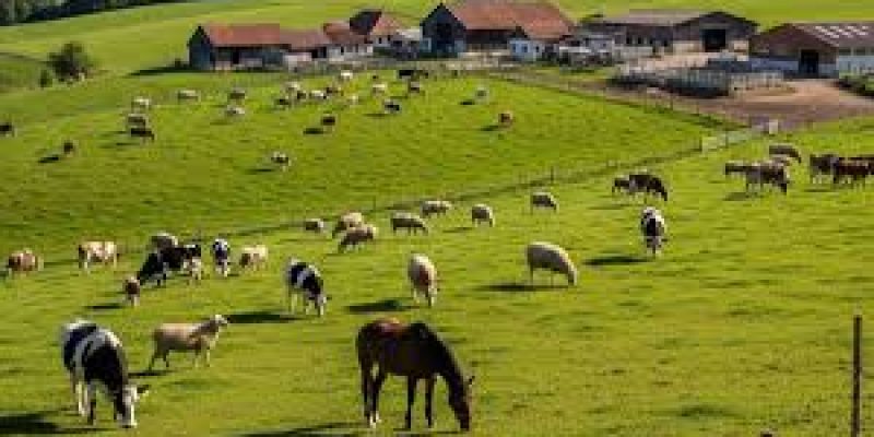 Maharashtra Grants Agricultural Status to Livestock and Poultry Farming