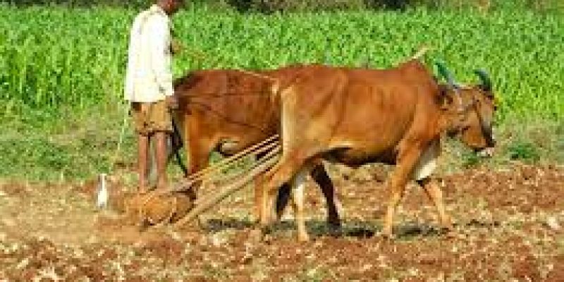 Maharashtra Wins Best Agriculture State Award for 2024