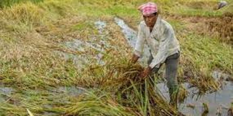 Maharashtra government launched e-crop survey initiative