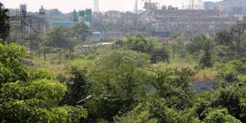 Maharashtra proposed amendments for protection of ‘heritage’ trees