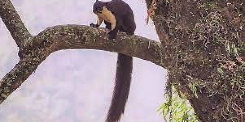 Malayan Giant Squirrel