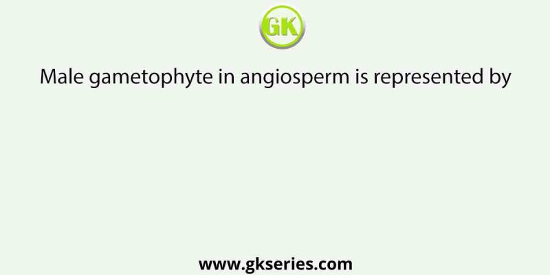 Male gametophyte in angiosperm is represented by