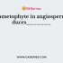 Saprophytic angiosperms are also called_________