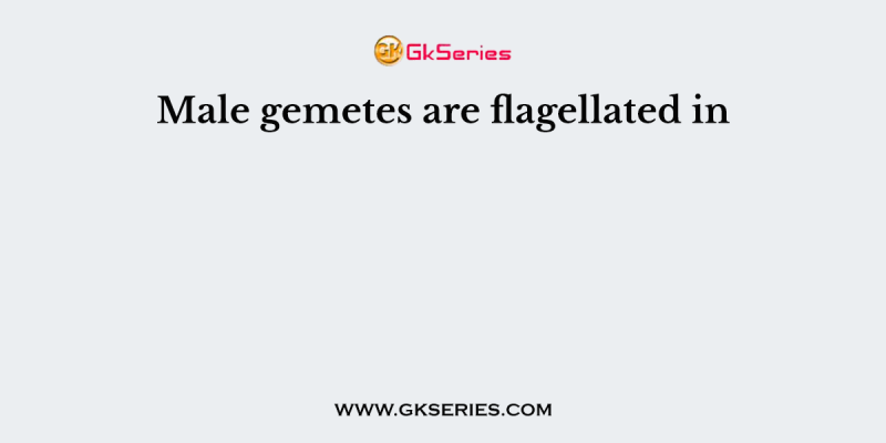Male gemetes are flagellated in