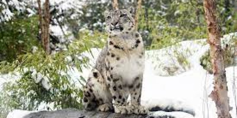 Many endemic species can go extinct unless Paris pact goal is met