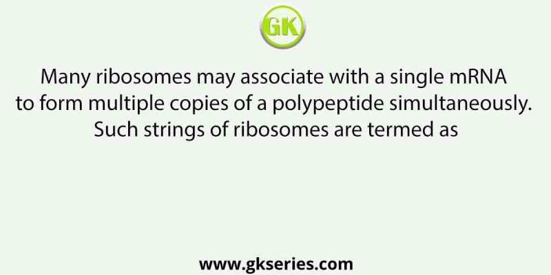 Many ribosomes may associate with a single mRNA to form multiple copies of a polypeptide simultaneously. Such strings of ribosomes are termed as