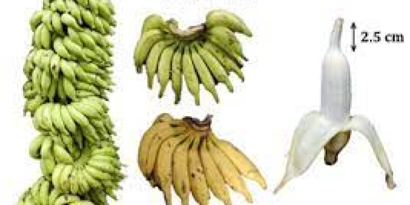 Matti banana variety granted the Geographical Indication (GI) tag