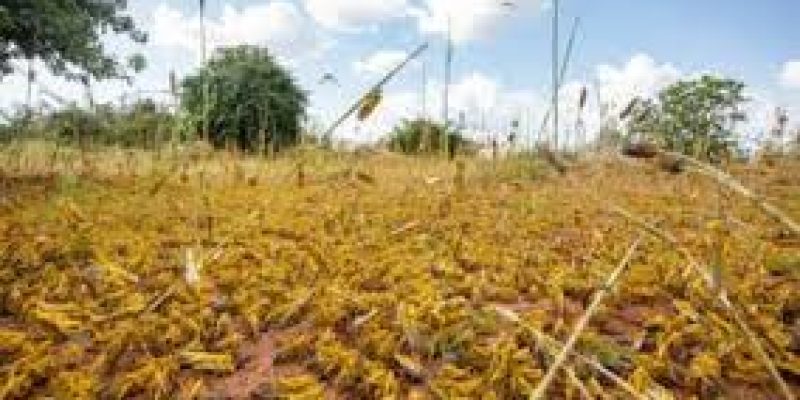 Meeting on Pesticide Manufacturing Industry representatives to prevent locust attacks