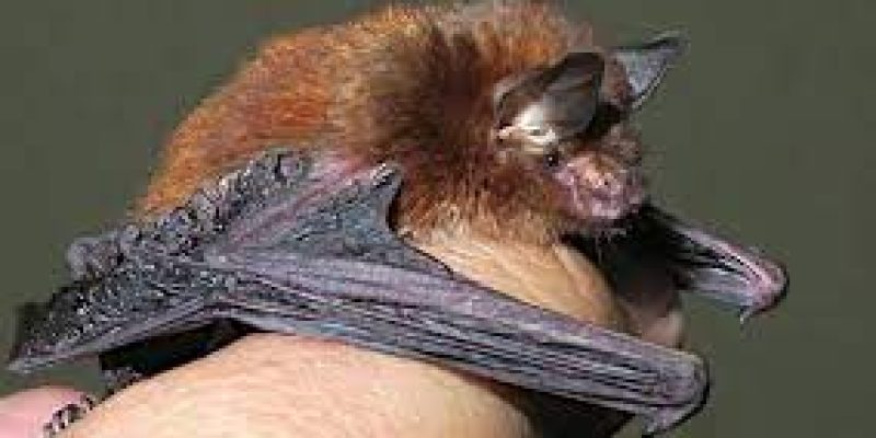 Meghalaya records India’s first bat with sticky disks