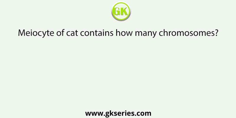 Meiocyte of cat contains how many chromosomes?