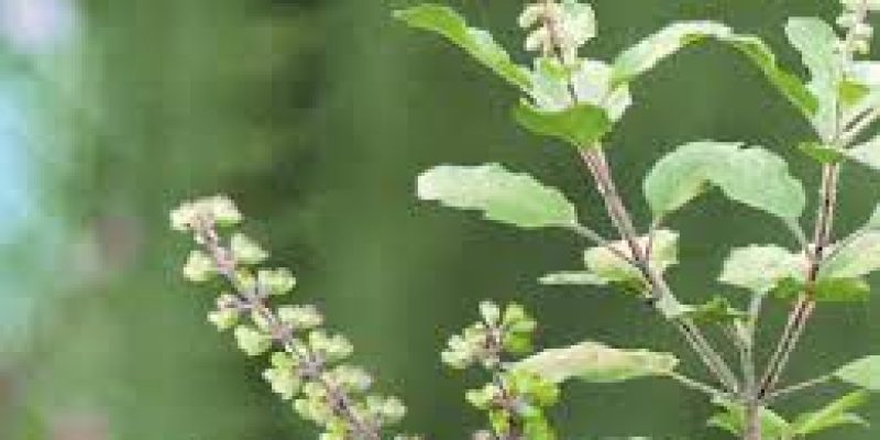 Ministry of AYUSH informed Parliament about Medicinal plants