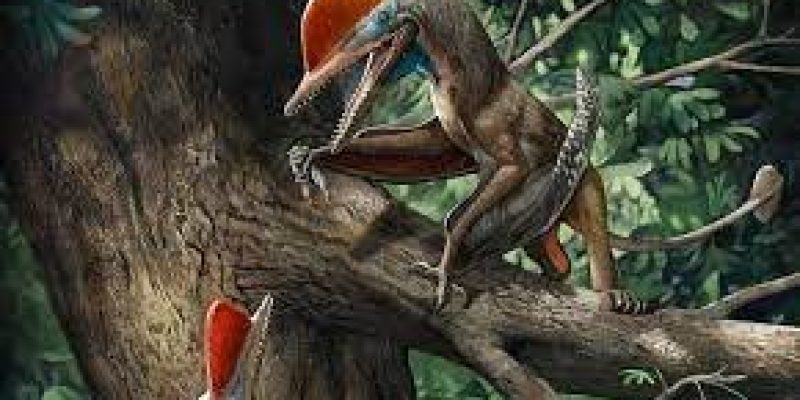 Monkeydactyl-the flying reptile with the ‘oldest opposable thumbs’