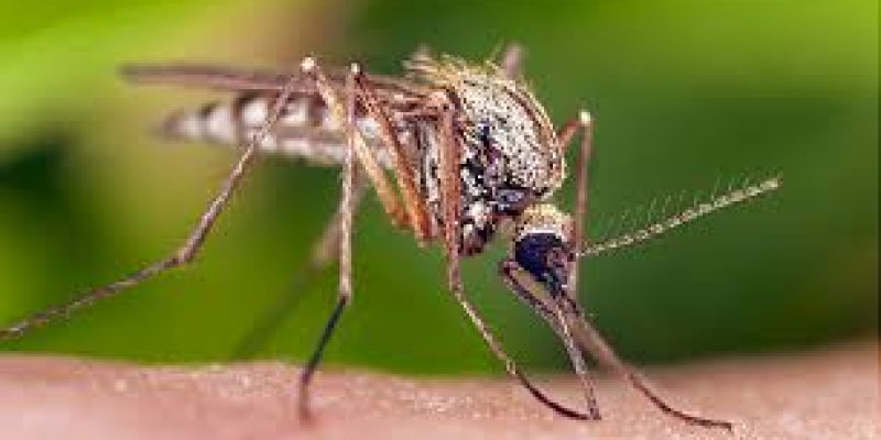 Mosquito protein inhibits number of viruses raises hope against Covid too