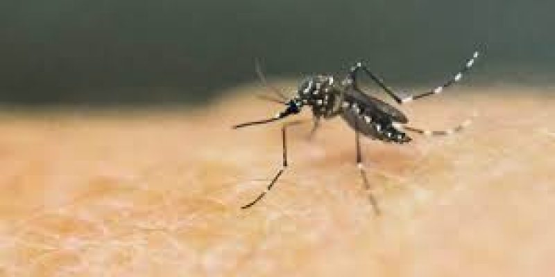 Multi-disciplinary team to monitor Zika virus situation