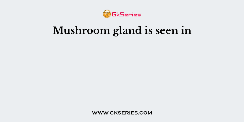 Mushroom gland is seen in
