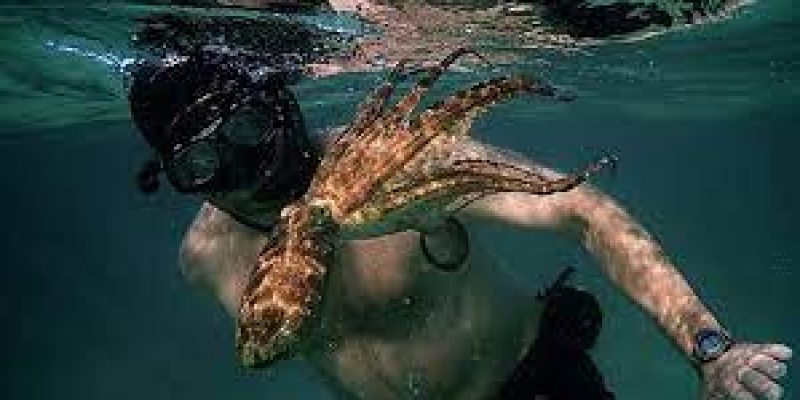 ‘My Octopus Teacher’ won ‘Best Documentary Feature’