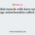 Which of the following statements are true about mitochondria?