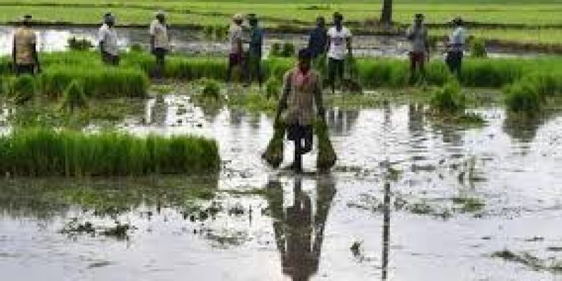 NCDC sanctioned ₹19444 crores in first instalment for MSP operations