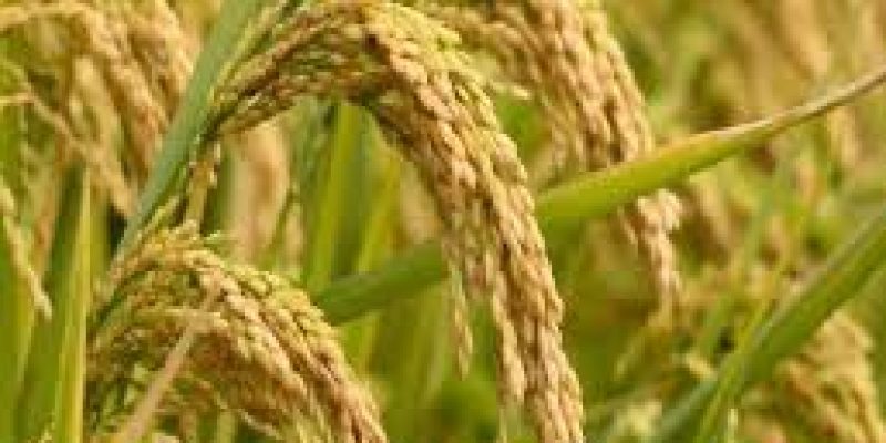 NCML releases first estimate of rabi crop
