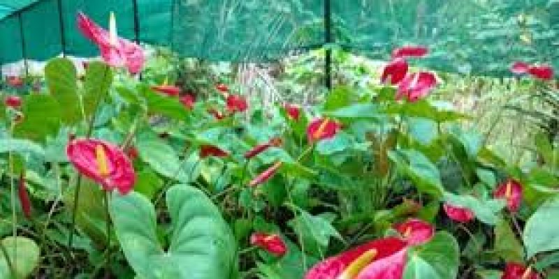 NIF developed ten varieties of Anthurium