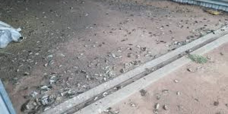 NSW Government funding $50 million to combat mouse plague