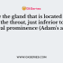 Which gland is located just superior to the kidneys?
