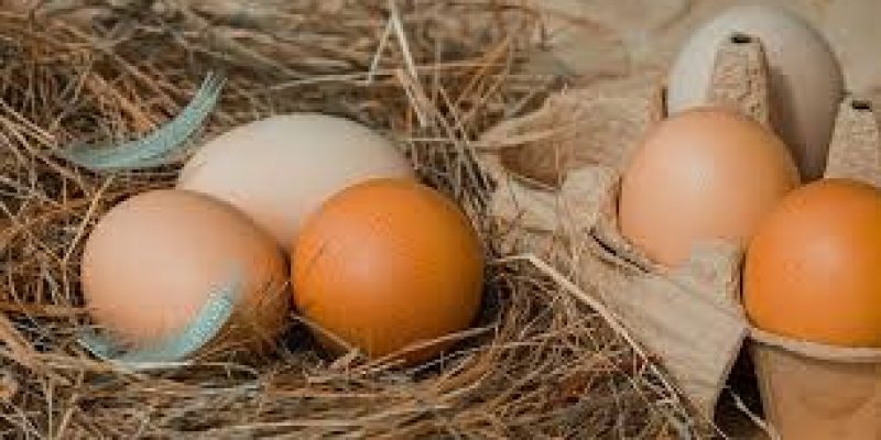 National Egg Day 2021