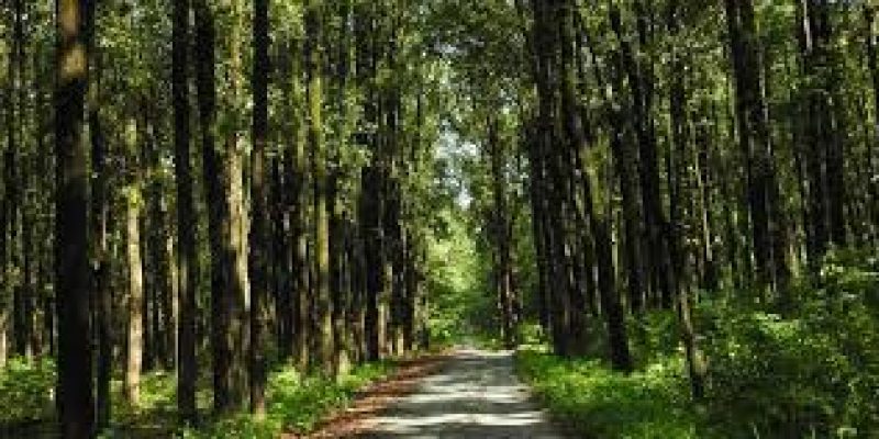 National Forest Policy of India