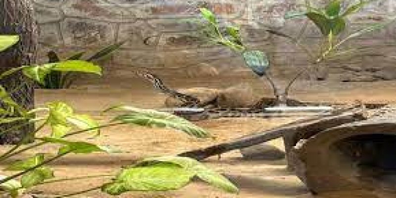 National Zoological Park, New Delhi celebrates World Snake Day 2023