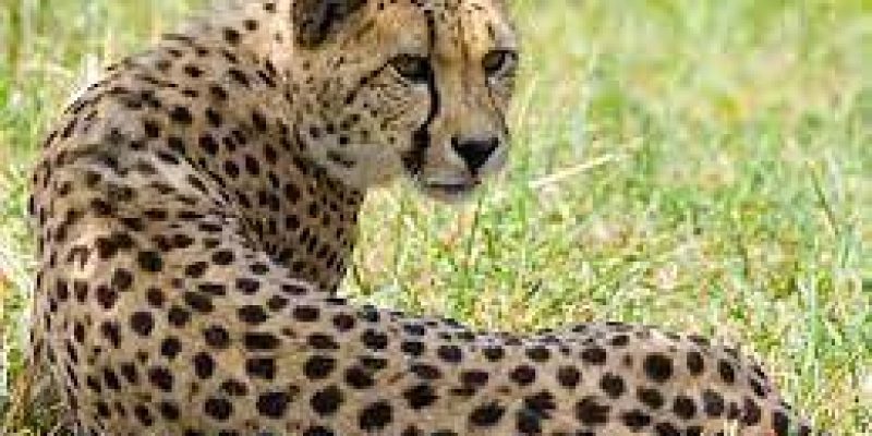 National Zoological Park celebrates International Cheetah Day 2022