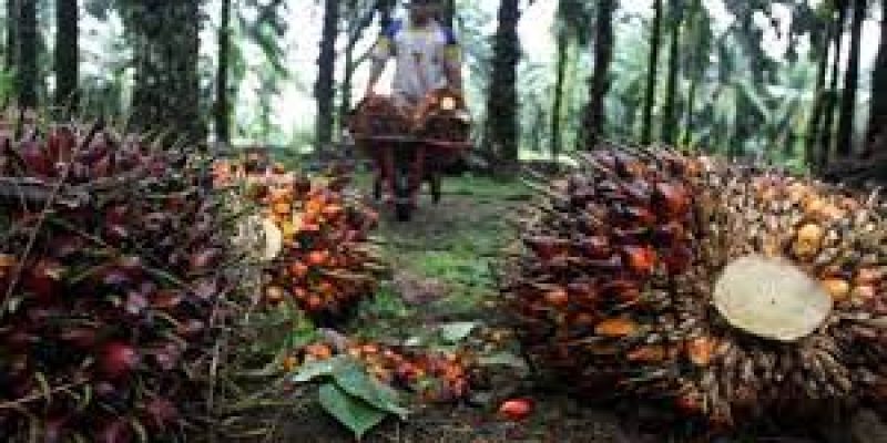 National mission to step up domestic production of edible oils