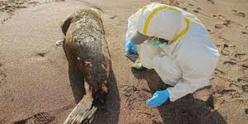 Nearly 600 sea lions die due to bird flu outbreak in Peru