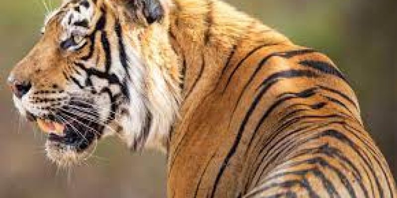Nepal becomes founding member of International Big Cats Alliance