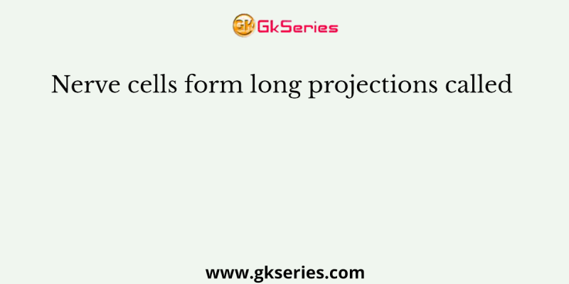 Nerve cells form long projections called