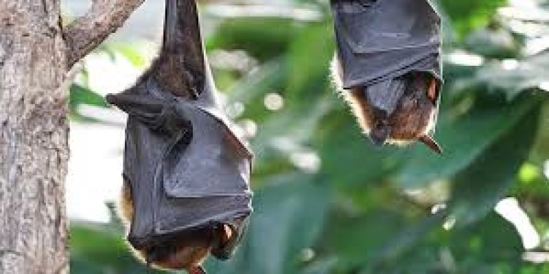 New Bat Coronavirus HKU5-CoV-2 Discovered in China