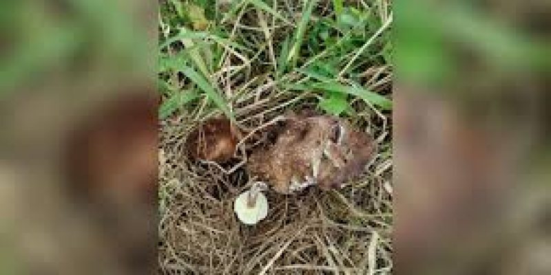 New Edible Mushroom Species Discovered In Meghalaya’s Pine Forests