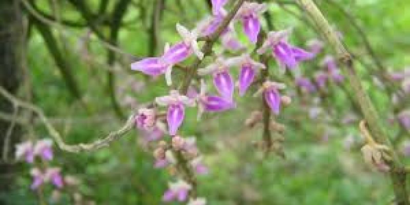 New Orchid Species Discovered in Kanthalloor, Kerala