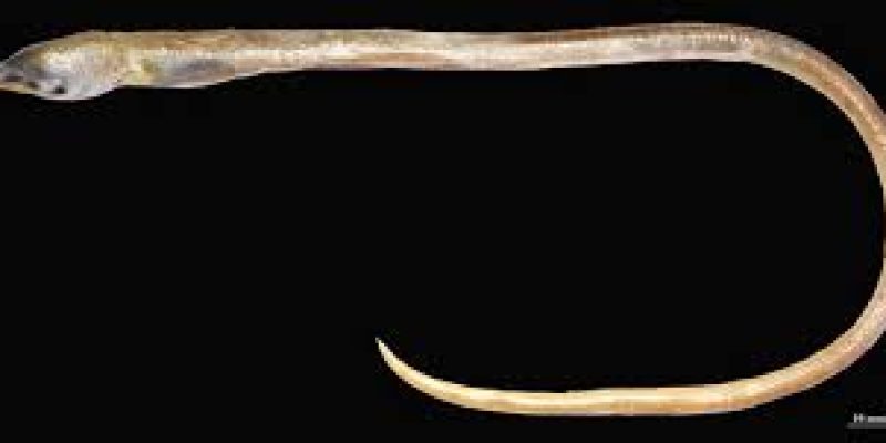 New eel species found in Colachel named after Apterichtus kanniyakumar