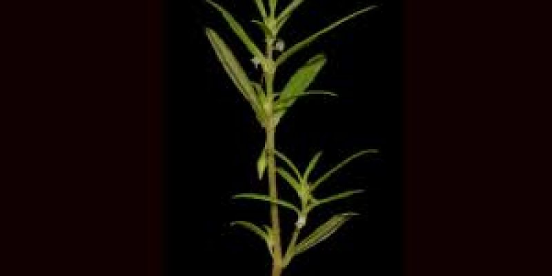 New impatiens species discovered in Western Ghats named ‘Impatiens selvasinghii’