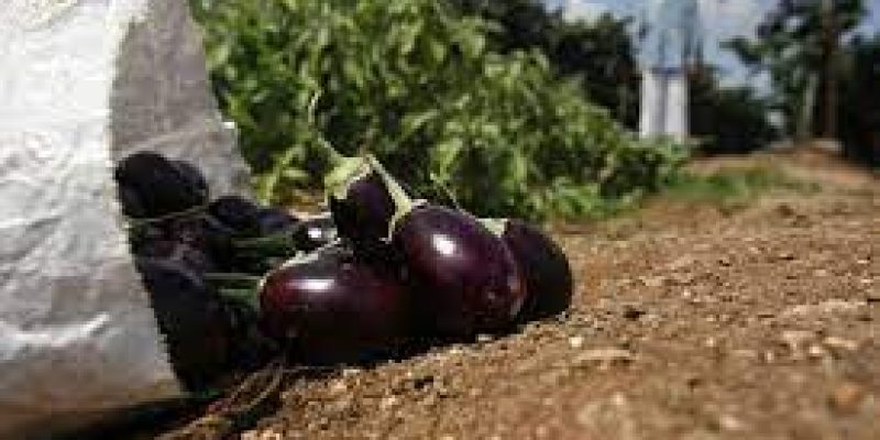 New nutrient rich crop & vegetable varieties of Punjab