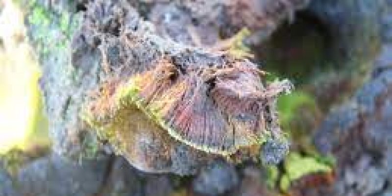 New plant species discovered from Antarctica named after India