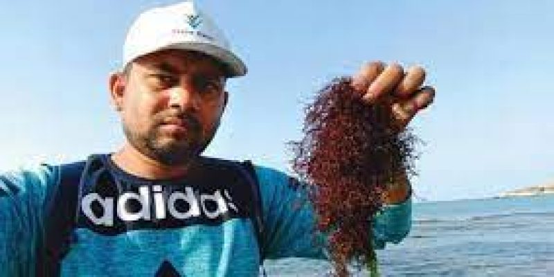 New species of red algae seen in West, South East Indian coast