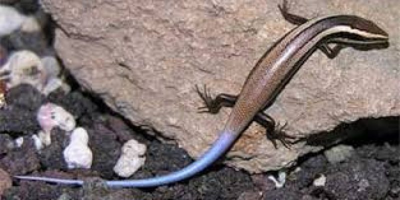 New species of skink found from Western Ghats
