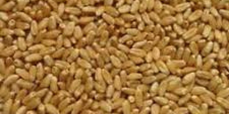 New wheat variety MACS-6478 in Maharashtra