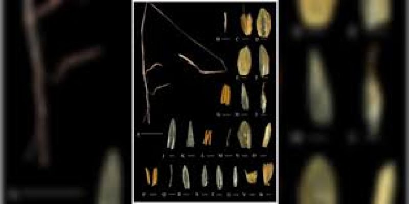 Novel Species of Muraingrass