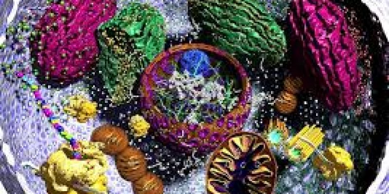 Novel process for synthesis of Quantum Dots used in photographing cellular organelles